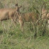 Sonai Rupai Wildlife Sanctuary