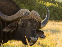 Improved Southern Africa Explorer Safari Camping/ Lodges