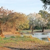 Zambia
