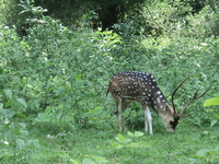 Parambikulam Wildlife Sanctuary Parambikulam Wildlife Sanctuary
