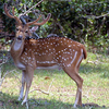 Lothian Island Wildlife Sanctuary