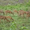 Bibhuti Bhushan Wildlife Sanctuary