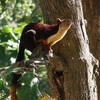 Sri Venkateswara National Park