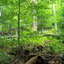 Carpathians Primeval Beech Forests