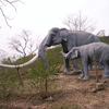 Suketi Fossil Park Suketi Fossil Park