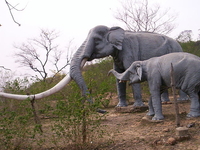 Suketi Fossil Park