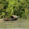 Sundarbans River Launches