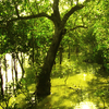 Sundarbans National Park