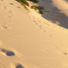 Cronulla Sand Dunes