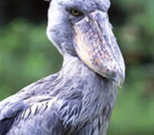 Shoebill Shoebill