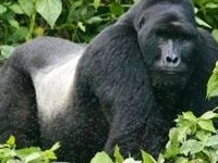 Silverback Gorilla Silverback Gorilla