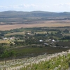 Baardskeerdersbos