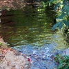 Strawberry Creek Strawberry Creek