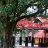 Thamaramkulangara Sree Dharma Sastha Temple Thamaramkulangara Sree Dharma Sastha Temple