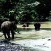Tabin Wildlife Reserve