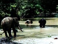 Tabin Wildlife Reserve Tabin Wildlife Reserve