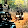 Tadoba National Park Safari