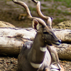 Tana River Primate Reserve