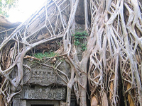 Ta Prohm Ta Prohm