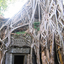 Ta Prohm Ta Prohm