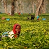 Tea Gardens Tea Gardens