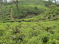 Sylhet Division Sylhet Division