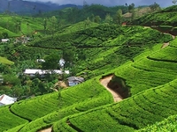 Sri Lanka Family Tour Package