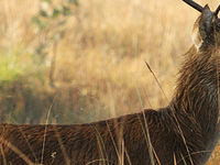 Sukla Phanta Wildlife Reserve Sukla Phanta Wildlife Reserve
