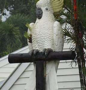 biggest cockatoo species