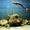 The Marine Aquarium and Research Centre (MARC)