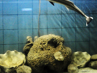 The Marine Aquarium and Research Centre (MARC)