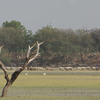 Thol Lake Bird Sanctuary Thol Lake Bird Sanctuary