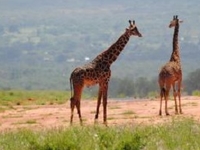 1 Day Tsavo East National Park