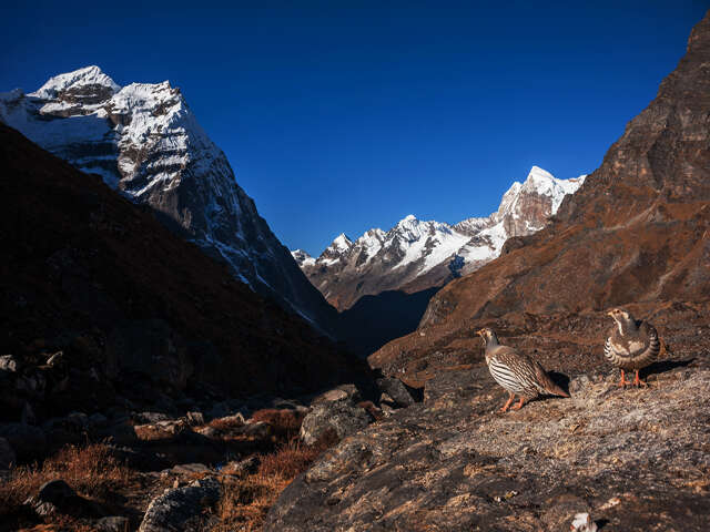 Tibetan Snowcock On The Way To Mera Peak