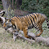 Bandhavgarh National Park