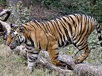 Bandhavgarh National Park