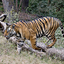 Bandhavgarh National Park Bandhavgarh National Park