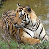 Kanha National Park