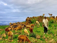 Afar Afar