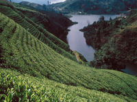 Nuwara Eliya Nuwara Eliya