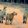 Tadoba National Park Trekking And Nature Trails