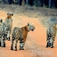 Tadoba National Park Trekking And Nature Trails Tadoba National Park Trekking And Nature Trails