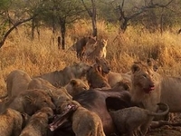 Day Trip to Ngorongoro Crater