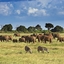 Tsavo Tsavo