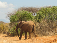 4 Days Tsavo Safari 4 Days Tsavo Safari