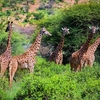 Tsavo East National Park Tsavo East National Park