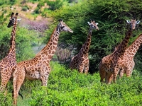 Tsavo East National Park Tsavo East National Park