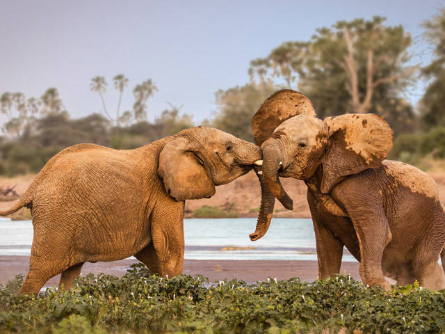 Mombasa Safari Tsavo West Amboseli 4 Days Photos
