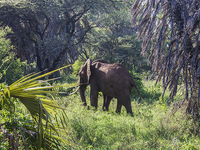 Holiday Packages in Kenya