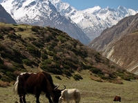 Tsum Valley Trek Tsum Valley Trek